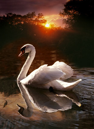 Swan